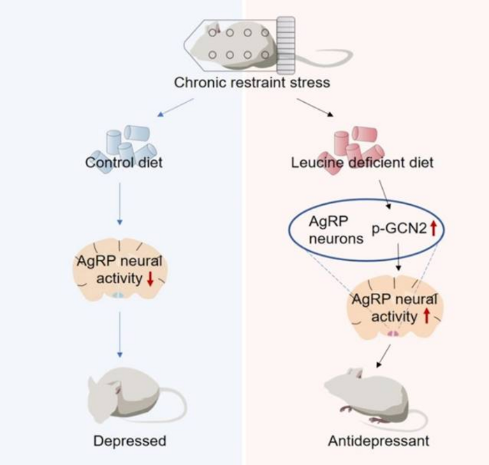 Chinese scientists discovered roles of hypothalamic amino acid sensing in antidepressant effects