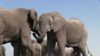 Elephant Researchers Build Solar-Powered Research Camp