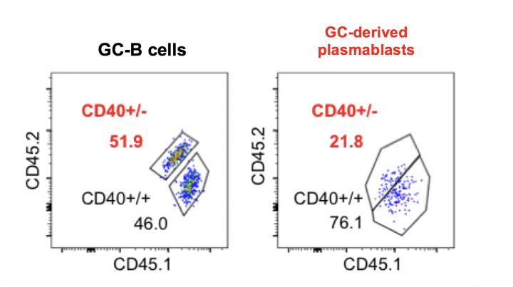 Fig.2 CD40 Expression Level of Germinal Center