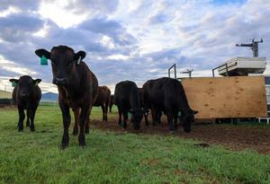 Grazing Cattle