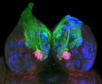 Entry Points of Pheromonal PGF2alpha Information in the Brain