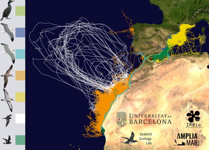 GPS technology to analyse seabird movements and expand Spain’s network of marine protected areas