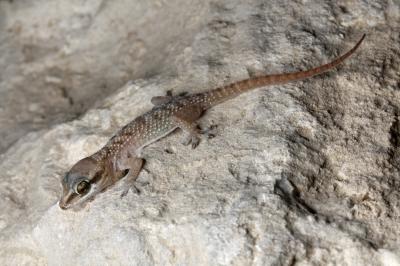 <i>Hemidactylus persicus</i>