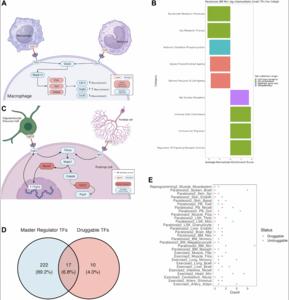 The cell rejuvenation atlas: leveraging network biology to identify master regulators of rejuvenation strategies