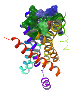 Depiction of the model of the bitter taste receptor TAS2R10.