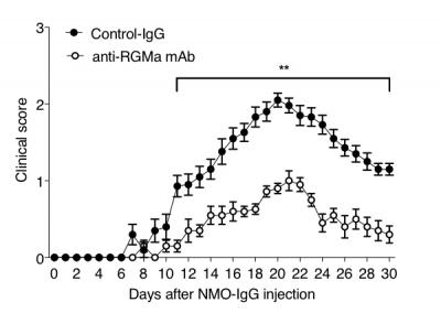 Fig.1 Inhibition of RGMa Ameliorates the Severity of NMO Model Rats