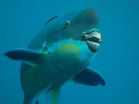 The Coral-Crushing Steephead Parrotfish