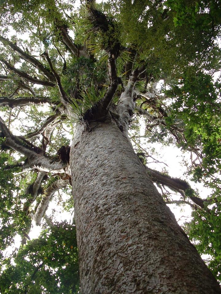 Ancient Kauri Tree Growing in a New Zealand Forest
