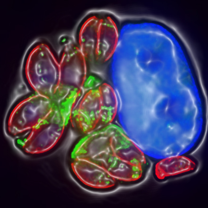 Toxoplasma parasites manipulate brain cells to survive