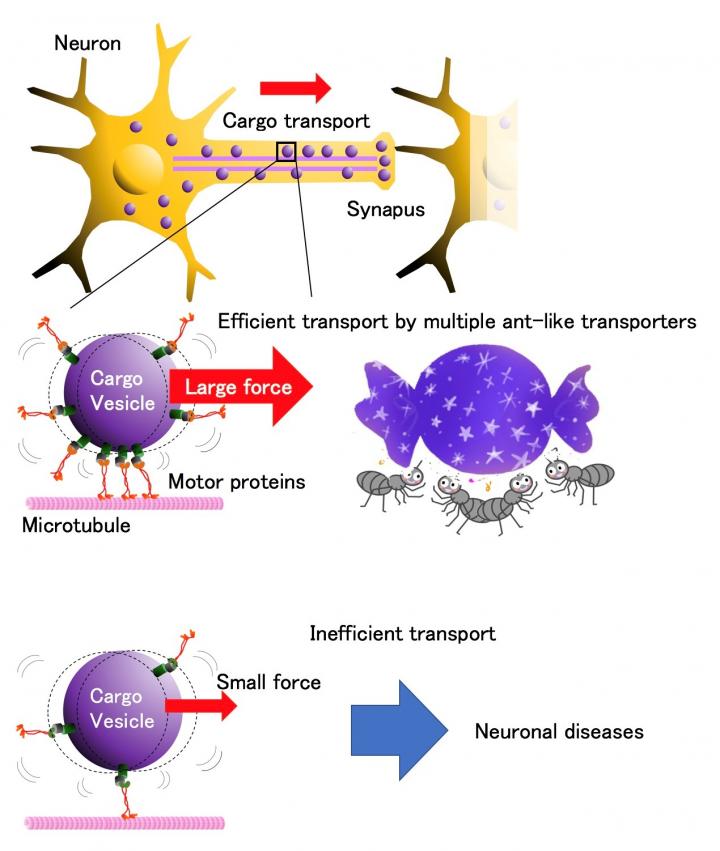 Multiple Ant-like Transport of Neuronal Cargo By Motor Proteins