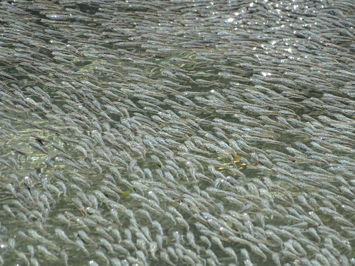 School of sulphur mollies