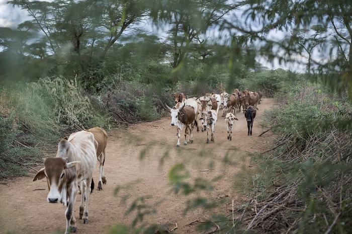 Prosopis juliflora in Baringo County, Kenya (Credit: CABI).