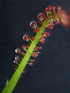 Carnivorous Leaf