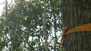 An ordained tree in Thailand