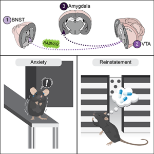 Brain circuit responsible for withdrawal and relapse behaviors