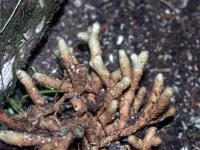 Cycas micronesica root
