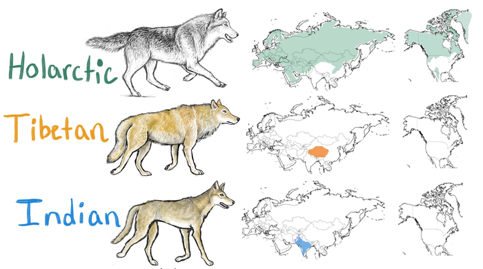 grey wolf range