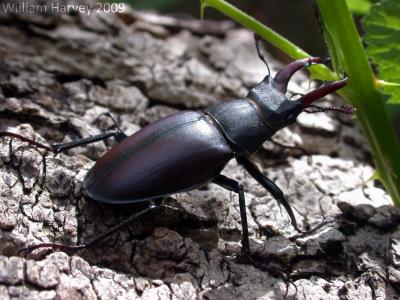 Male Stag Beetle (1 of 2)