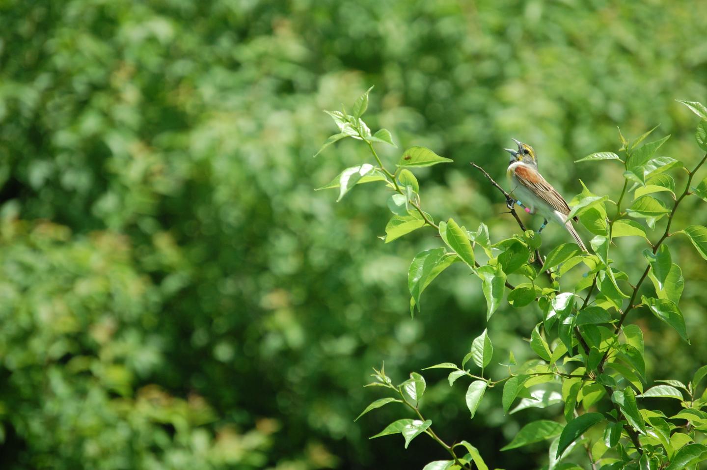 Dickcissel Parent Caught on Camera Committing Infanticide