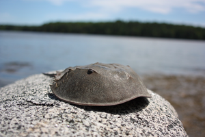 horseshoe crab