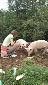 Farm visitor pets pig at Union Brook Farm in Northfield VT