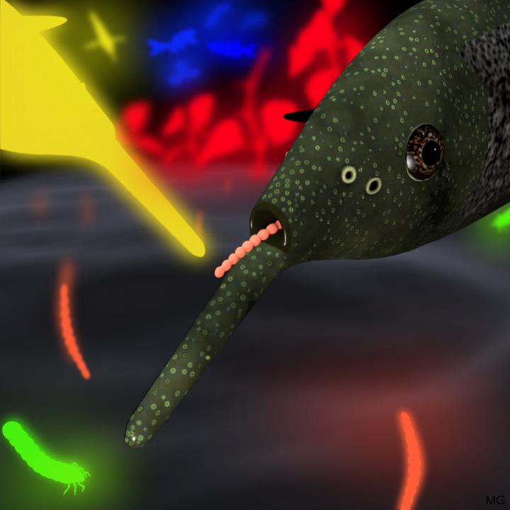The Elephantnose Fish Produces Brief Electric Pulses