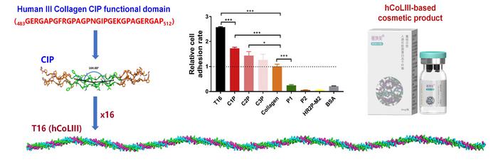 THE STRUCTURE AND FUNCTION OF RECOMBINANT HUMANIZED TYPE III COLLAGEN AS WELL AS ITS RELATED PRODUCT approved by CHINA NMPa for COSMETICS USE