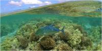 Fish and Coral Reef in the Northwestern Hawaiian Islands (2 of 2)