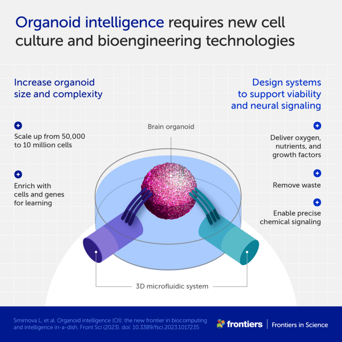 Organoid intelligence requires new cell culture and bioengineering technologies