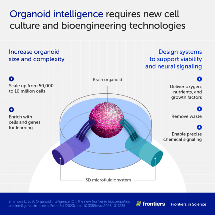 Lab-Grown Human Brain Organoids Go Animal-Free - Neuroscience News