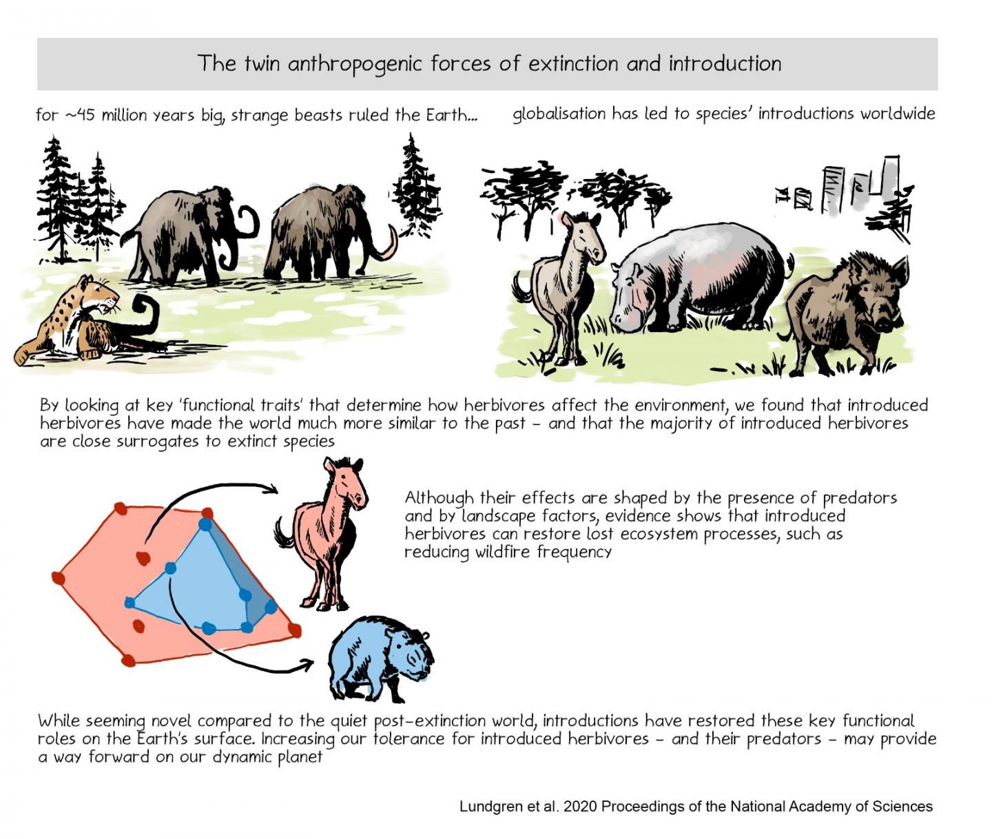 The twin anthroprogenic forces of extinction and introduction
