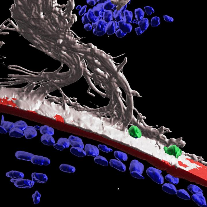 Surveillance of the Lens by Immune Cells in Response to Wounding of the Cornea