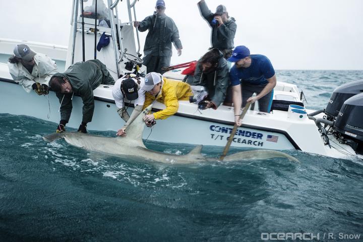 Figure 1: Wild Great Hammerhead Shark