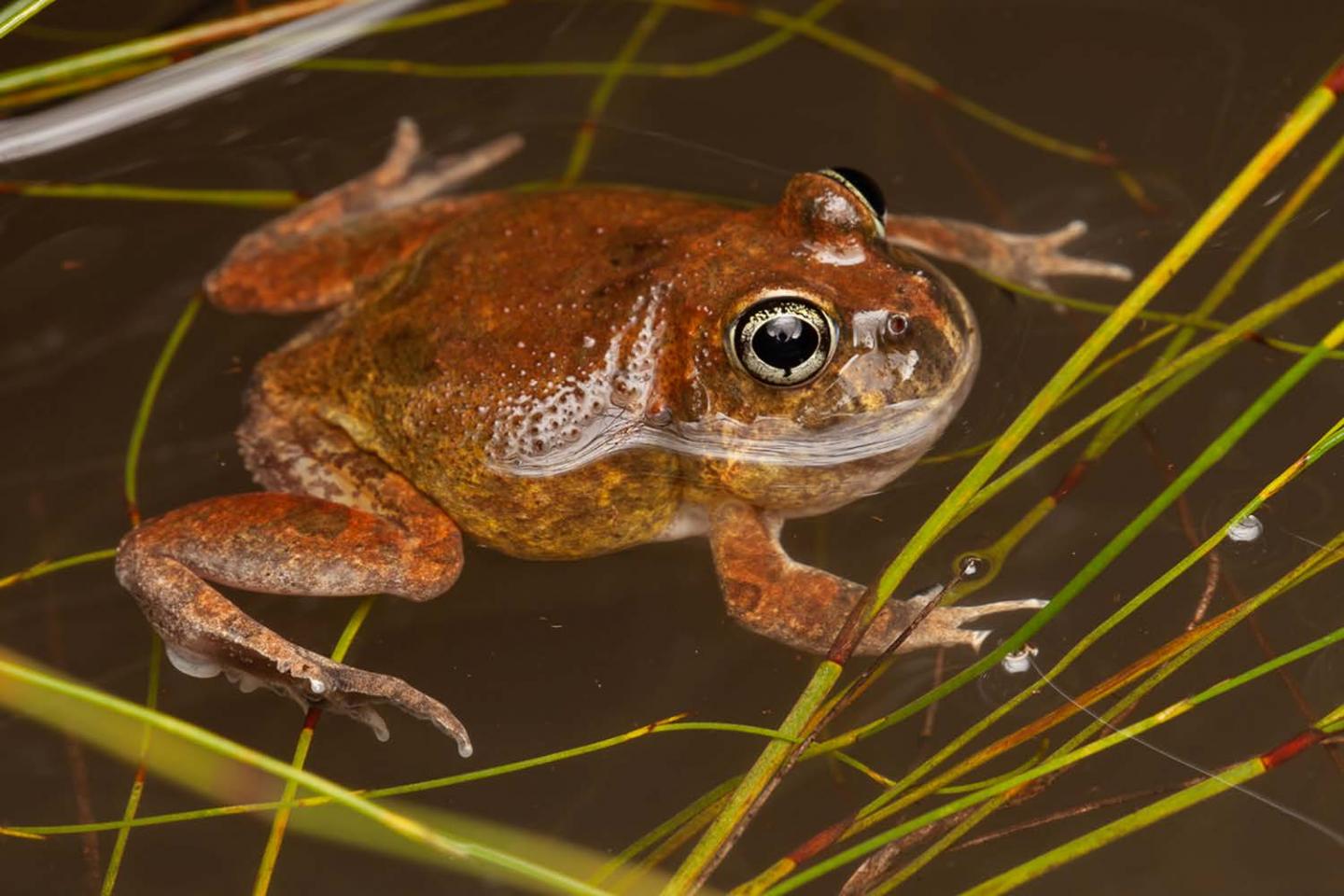 An ornate burrowing frog (Platyplectrum ornatum). Photo by Stephen Mahony.