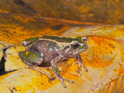Frog, Pristimantis cajanuma