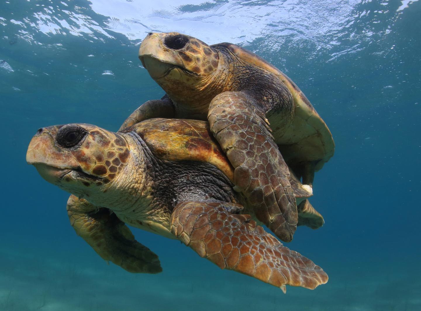 Efforts To Save Sea Turtles Are A 'Global Con | EurekAlert!