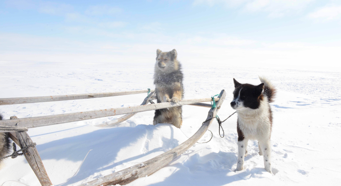 how sled dogs help humans