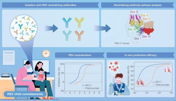 A protective human antibody against respiratory syncytial virus by targeting a prefusion epitope across sites IV and V of the viral fusion glycoprotein