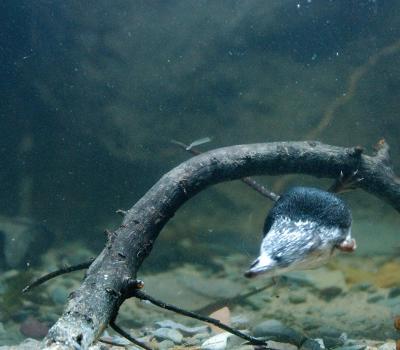 American Water Shrew (1 of 2)