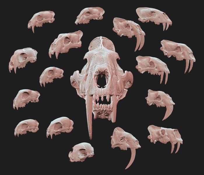 Example of the morphological variation observed in the cranium of felids and nirmavids with species exhibiting both short and long upper canines.