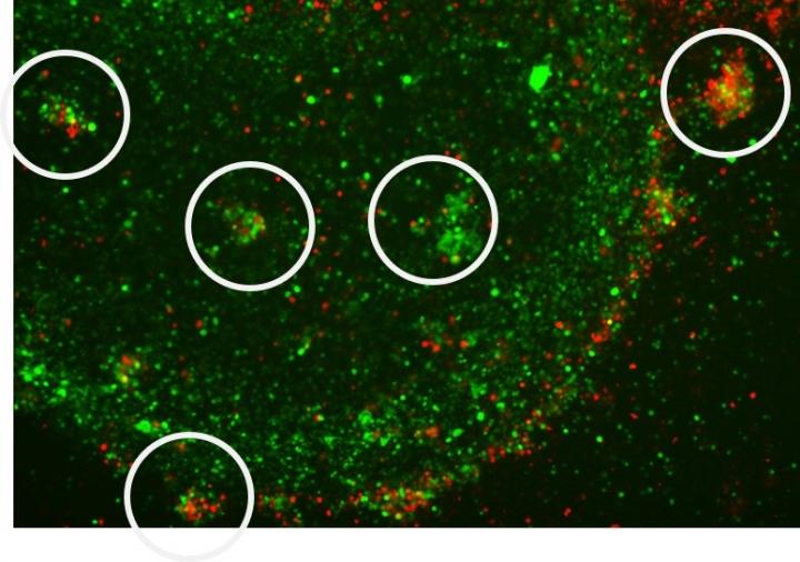 Human Immune Cells  Interacting after Challenge with a Virus-Containing Vaccine-Like Cocktail