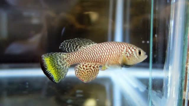 In Killifish: Diapause Protects Life From Normal Consequences of Aging (13 of 14)