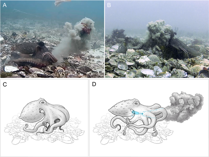Debris throwing by Octopus tetricus in the wild