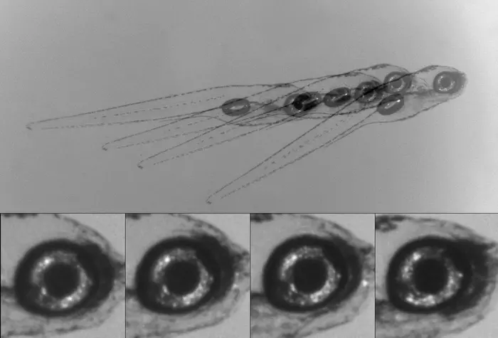 Zebrafish tilts