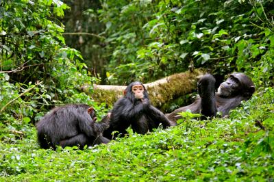 Mother Chimp with Babies
