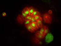 Still Image of <I>Toxoplasma</I> Parasites