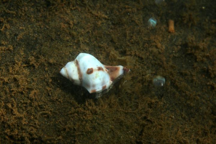 <I>Hexaplex trunculus</I>