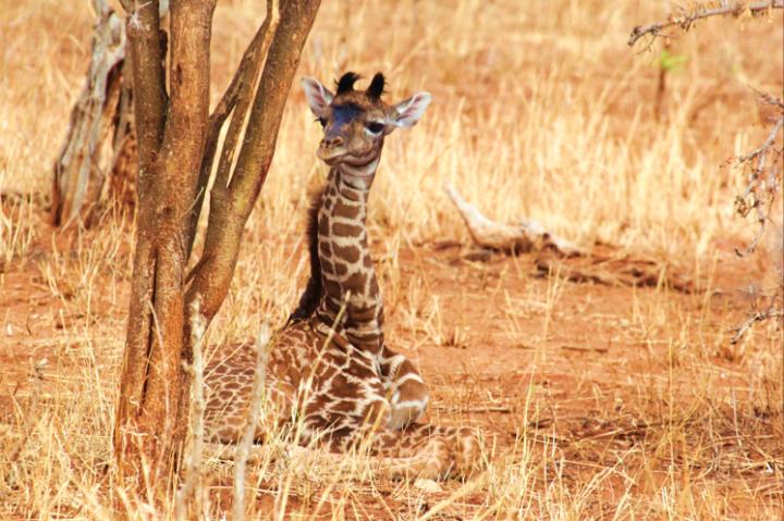 Baby Giraffe