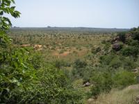 Unexpectedly Large Number of Trees Populate the Western Sahara and the Sahel