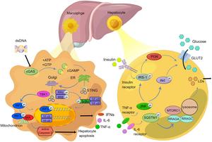 Activation of the STING signaling pathway in hepatic macrophages